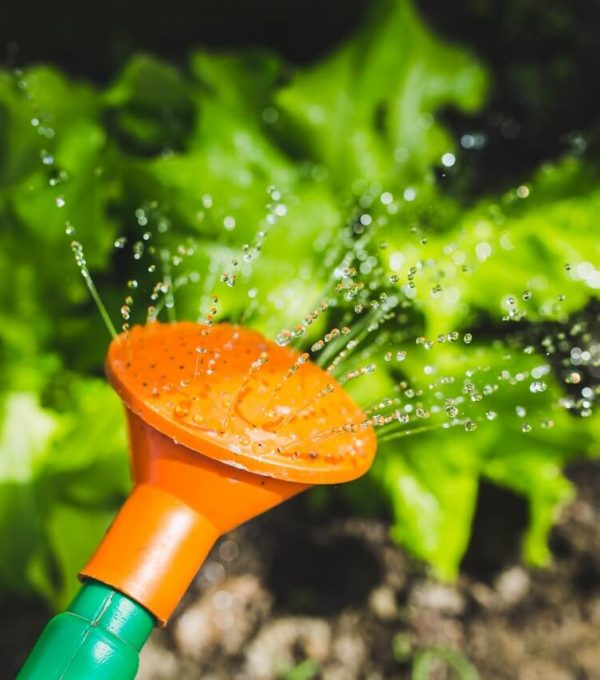 watering-plants-with-a-watering-can.jpg